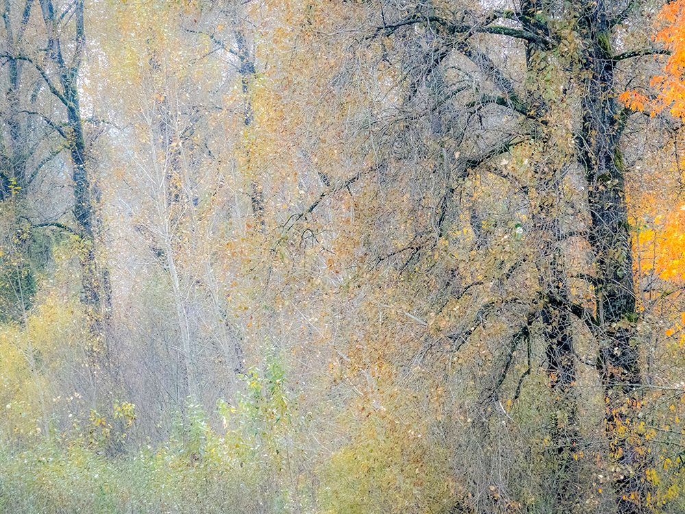 USA-Washington State-Preston-Cottonwoods and Big Leaf Maple trees in fall colors